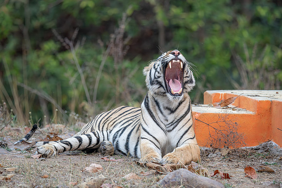 Tiger, India
