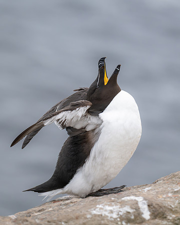 Razorbill