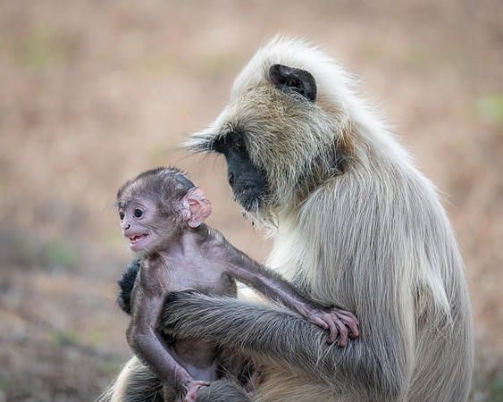 Northern Plains Langur, India