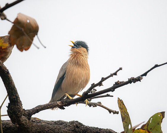 Brahminy Starling, India