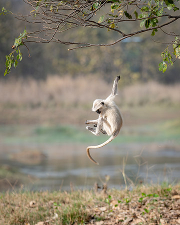 Northern Plains Langur