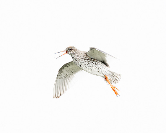 Common Redshank on the wing