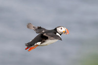 Puffin in flight - the first I ever photographed!