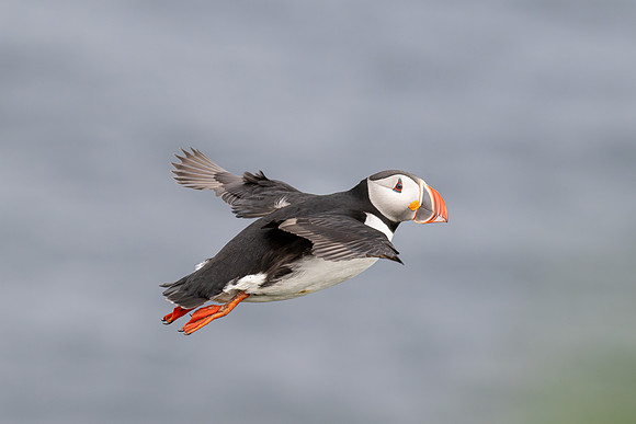 Puffin in flight - the first I ever photographed!