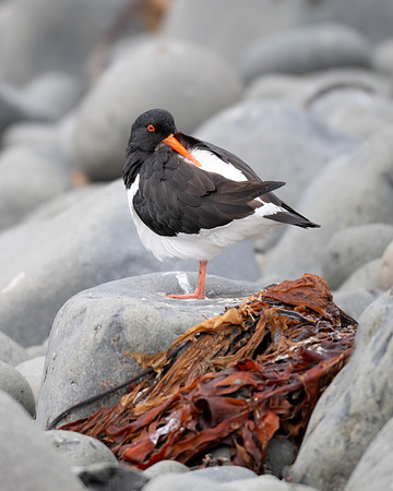 Oystercatcher trying to snooze