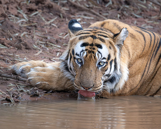 Tiger, India