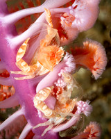 Procel;ain Crabs, feeding on Seapen, Indonesia