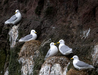 Kittiwakes nest in close formation