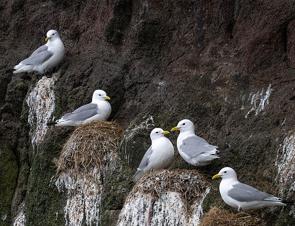 Kittiwakes nest in close formation