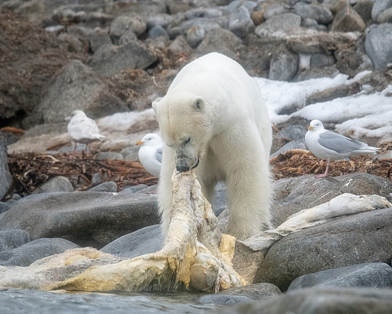 Polar Bear