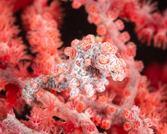 Pygmy Seahorse