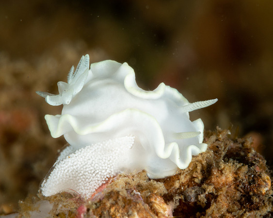 White Mantle Glossodoris laying eggs