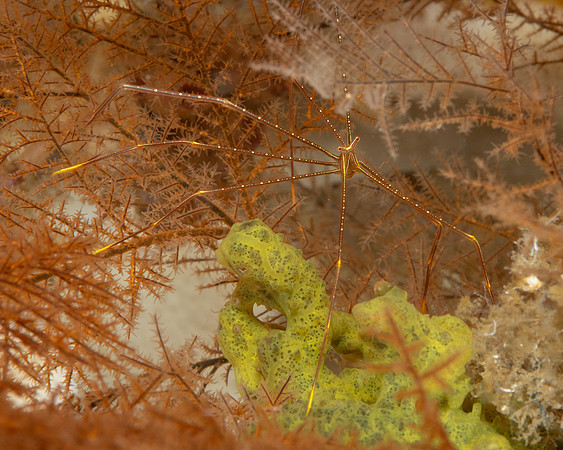 Spider Squat Lobster