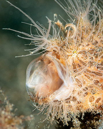 Hairy Frogfish yawning