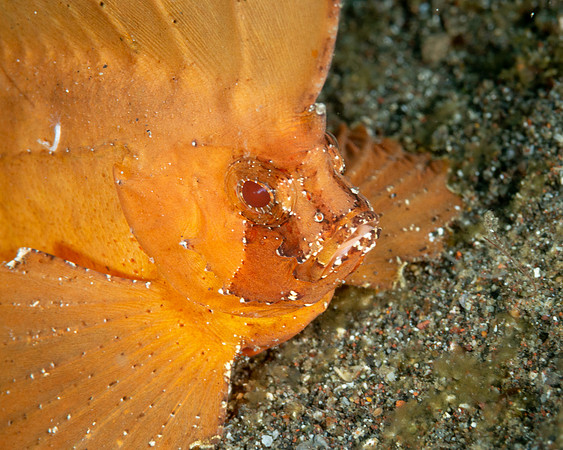Cockatoo Waspfish