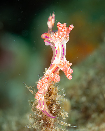 Flabellina nudibranch