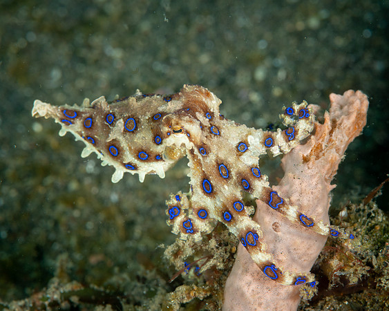 Blue Ring Octopus