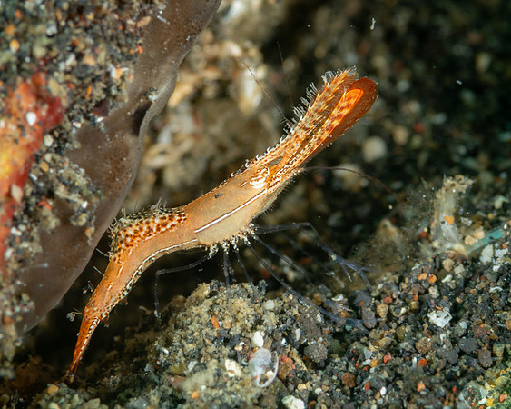 Long Nose Rock Shrimp, AKA Donald Duck Shrimp