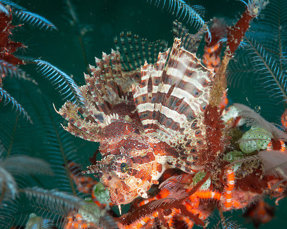 Lionfish