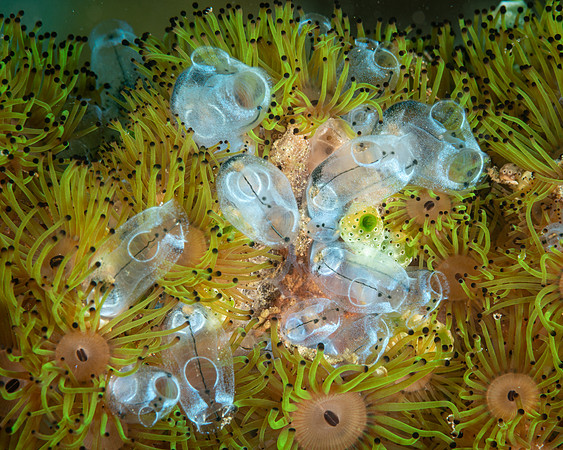 Sea Squirts and Zoanthids