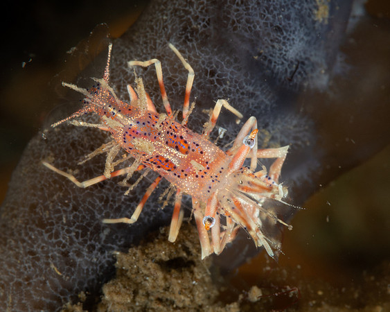 Spiny Tiger Shrimp