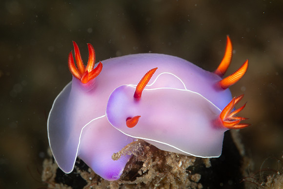Hypselododoris, mating pair