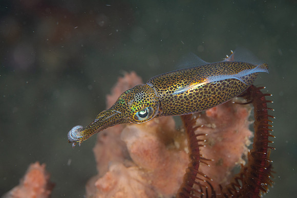Pygmy Squid