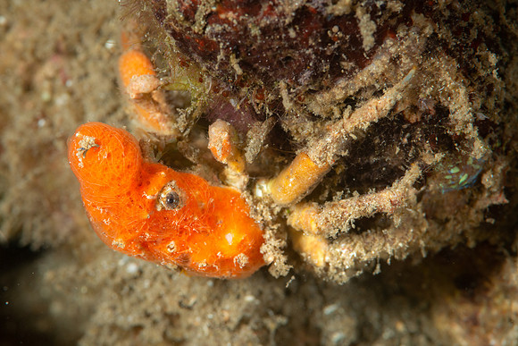 Decorator Crab, covered in sponges