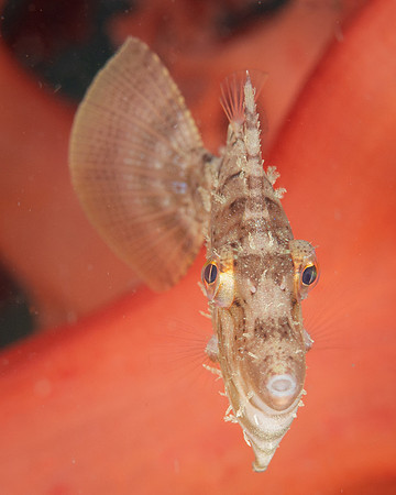 Filefish, head on
