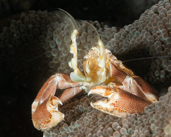 Spotted Porcelain Crab, feeding