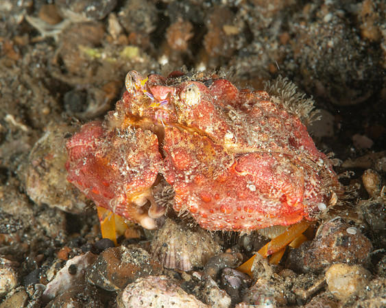 Rough Box Crab