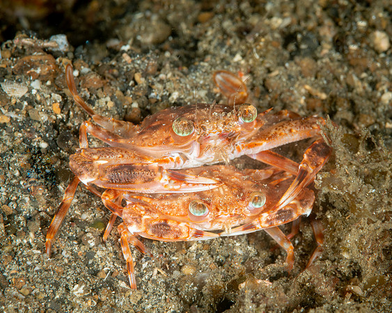 Swimming Crabs, mating pair