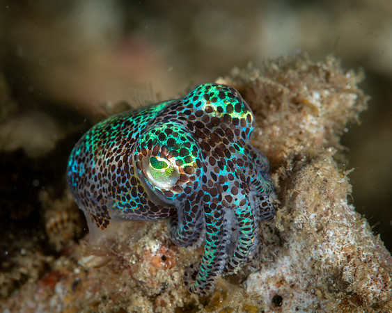Bobtail Squid