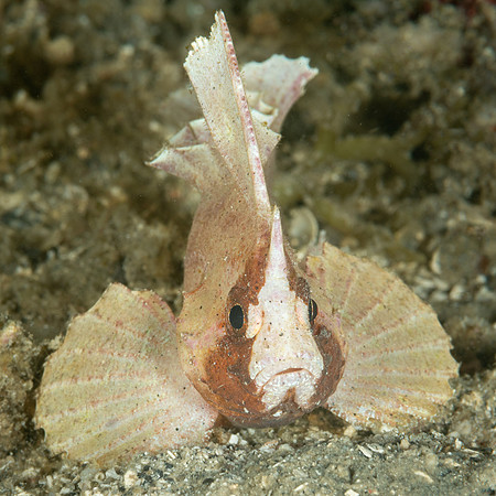 Cockatoo Waspfish