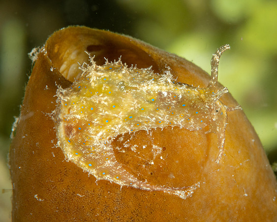 Lined Sea Hare