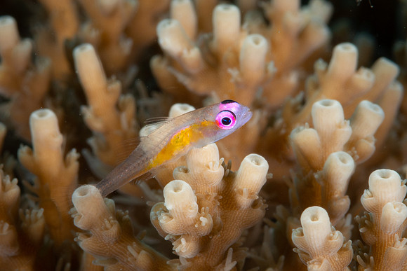 Pink-eyed Goby