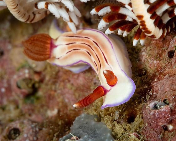 Emma's Hypselodoris