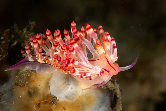 Redline Flabellina