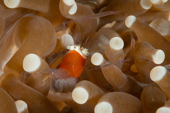 Mushroom Coral Shrimp with eggs