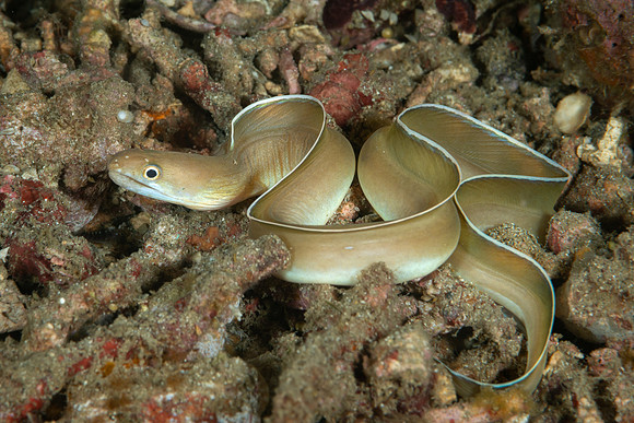 White-margined Moray