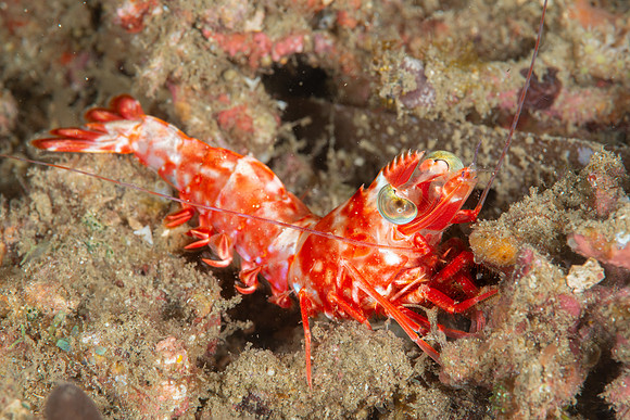 Humpback Prawn