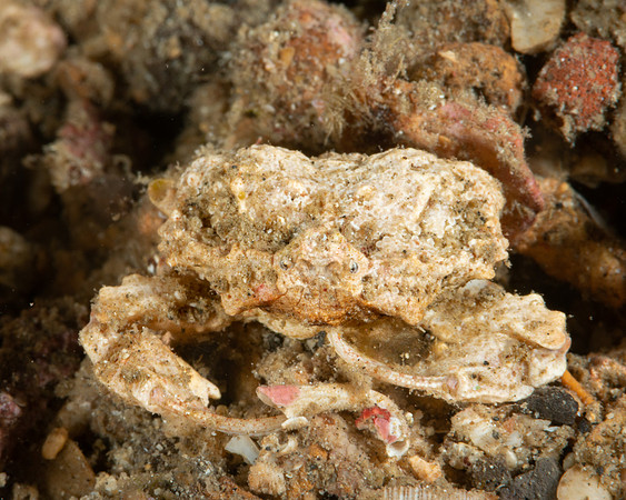 Alox sp. Crab