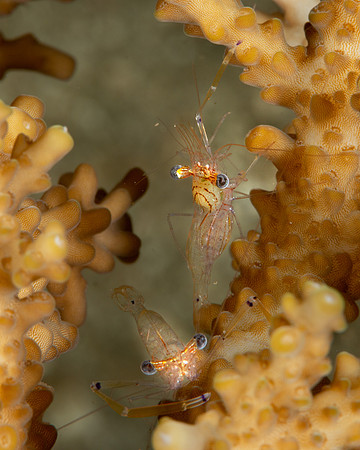 Coral Shrimp