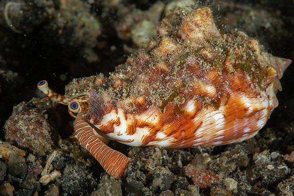 Bat Volute snail feeding