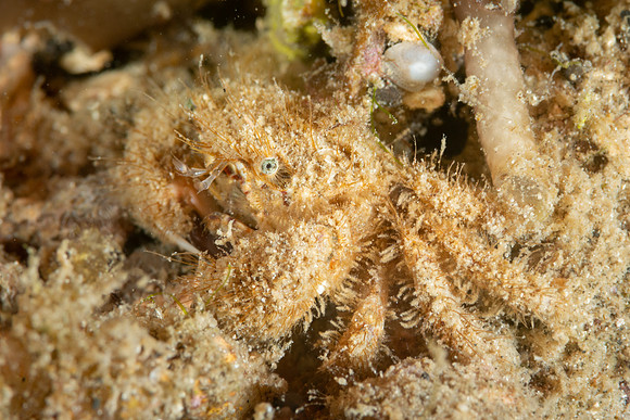 Hairy Crab