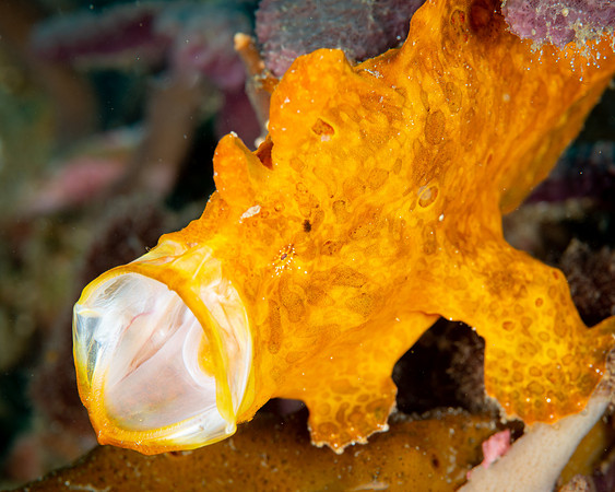 Painted Frogfish yawn