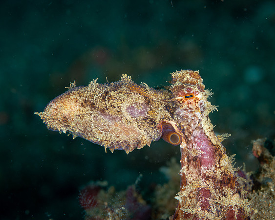 Hairy Octopus