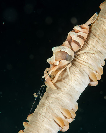 Whip Coral Shrimp