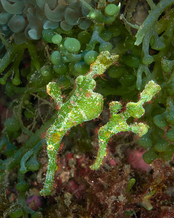Halimeda Ghost Pipefish pair