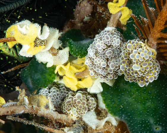 Grape Doto nudibranchs with egg masses
